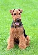 Image result for AKC Terrier Breeds