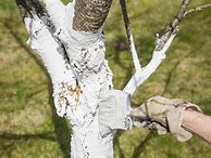 Image result for White Pupae On Tree Branches