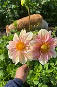 Image result for Apple Blossom Dahlia