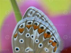 Image result for Butterfly Black and White Wings Red Spot