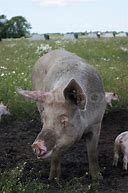 Image result for Swine Sow Giant