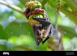 Image result for Pteropus