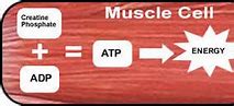 Image result for Creatine Energy System