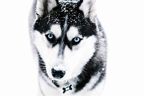 Image result for Black and White Husky Dog