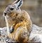 Image result for Animaru Viscacha