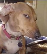 Image result for Dog Side Face Meme