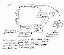 Image result for Basic Carbon Cycle Diagram