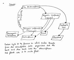 Image result for Carbon Cycle Diagram