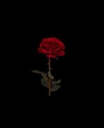 Image result for Black Rose No Background