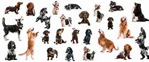 Image result for Tipos De Perros