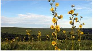 Image result for Kansas Nature