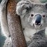 Image result for Koala Bear Sleep