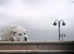 Image result for Sad Dog Rain