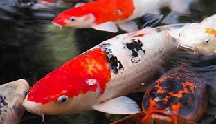 Image result for Cyprinus Carpio Koi