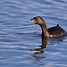 Image result for Grebe Florida