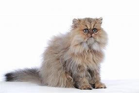 Image result for Parsha Cat