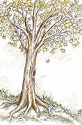 Image result for Autumn Tree Drawing Pencil