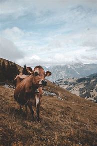 Image result for Cow Wallpaper Desktop Aesthetic