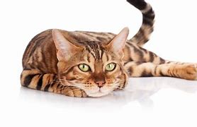 Image result for Bengal Animal