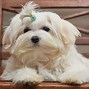 Image result for Bichon Maltese