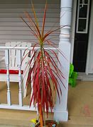 Image result for Dracaena Merah