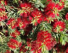 Image result for Dwarf Bottlebrush Shrubs Plants