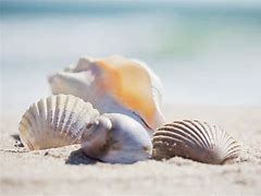 Image result for Picture of Beach Sand and Sea Shells