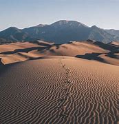 Image result for Grasses of the Mojave Desert