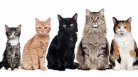 Image result for All Kinds of Cats