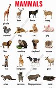 Image result for Every Kind of Animal