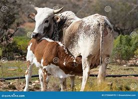 Image result for Nguni Velle