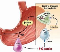 Image result for Gastrine Hormone