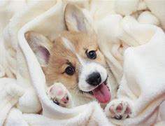 Image result for Calm Dog Spa