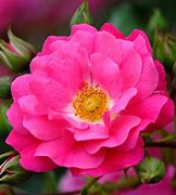 Image result for Pink Rare Flpwers