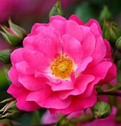 Image result for Pink Rare Flpwers