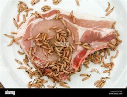 Image result for Maggots Meat