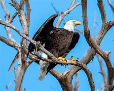 Image result for Sharp Talons