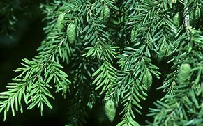 Image result for hemlock identification