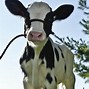 Image result for Funny Holstein Cows