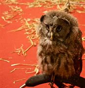 Image result for Sad Wet Owl