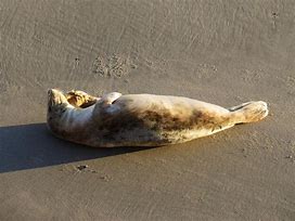 Image result for Pinniped