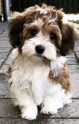 Image result for Havanese Fully Grown