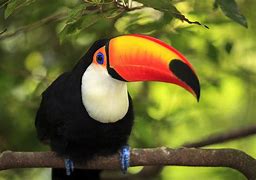 Image result for Sunrise Toucan