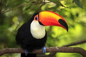 Image result for Toucan Bird Action