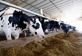 Image result for Cows On the Farm