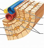 Image result for Osteon Contains