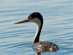 Image result for Grebe Florida