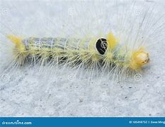 Image result for Tussock Moth Larvae