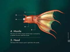 Image result for Vampire Squid