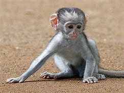 Image result for Cute Baby Vervet Monkey